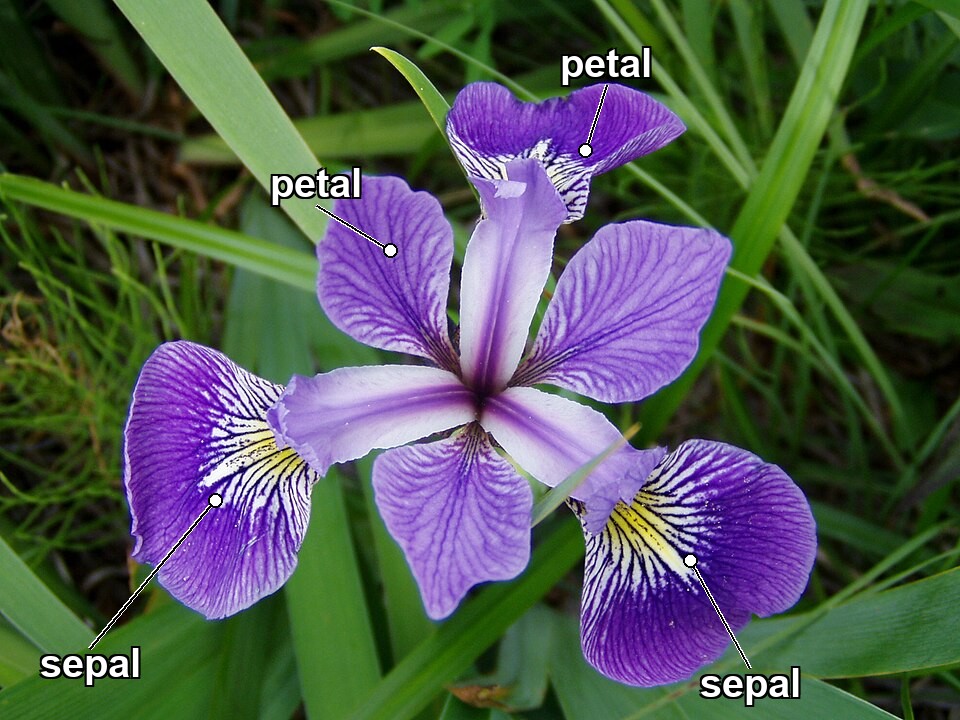 פרח Iris versicolor עם תוויות: שלושת העלים הגדולים הנטויים מסומנים sepal, ושלושת העלים הזקופים הקטנים מסומנים petal.
