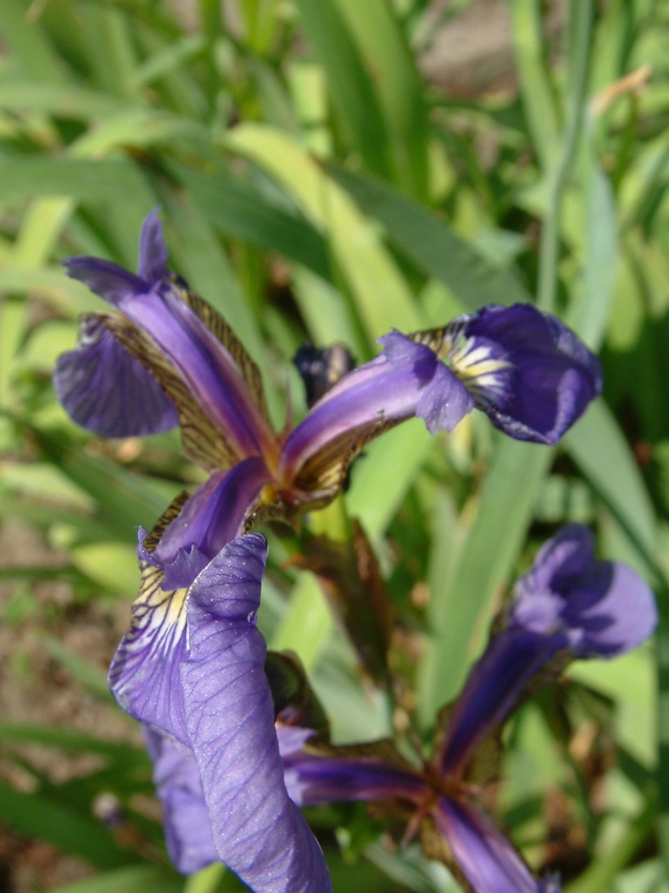פרח Iris setosa סגול עם עלי גביע רחבים ונטויים כלפי מטה ועלי כותרת קטנים וזקופים.