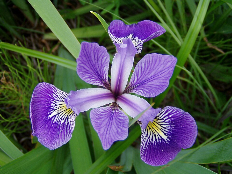 פרח Iris versicolor סגול-כחול מצולם מלמעלה: שלושה עלי גביע גדולים עם כתם צהוב-לבן ושלושה עלי כותרת קטנים יותר.