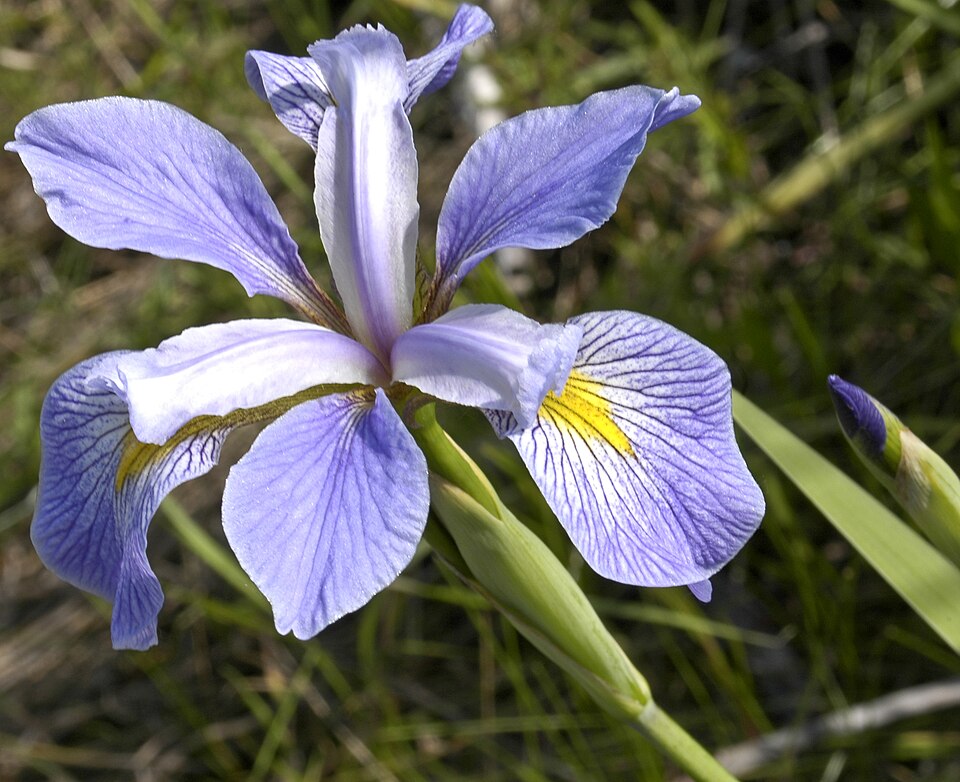 פרח Iris virginica תכול-סגול בהיר עם עלי גביע רחבים ועלי כותרת זקופים.